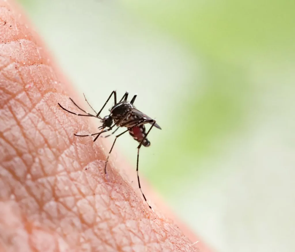 Monitorizare țânțari Qista