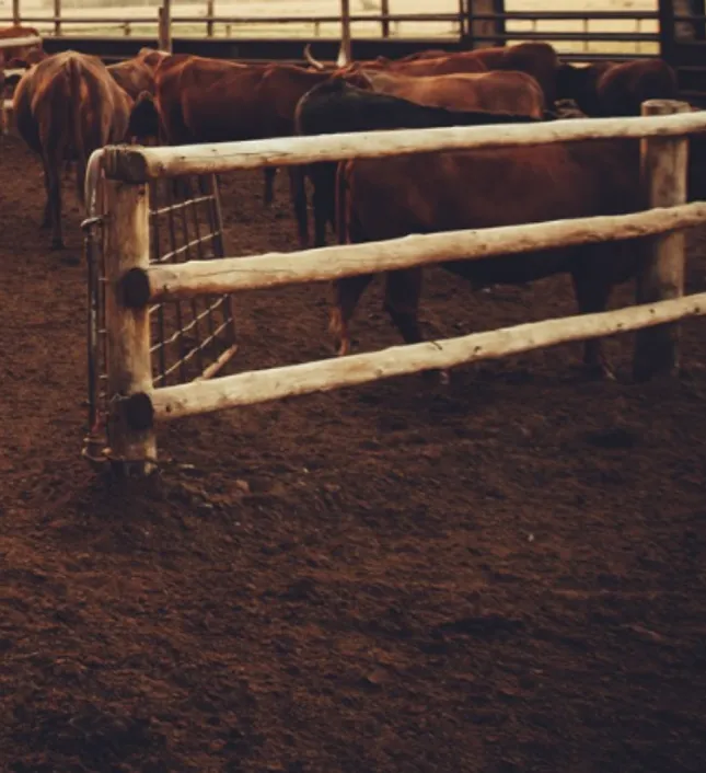 Provocări agroeconomice